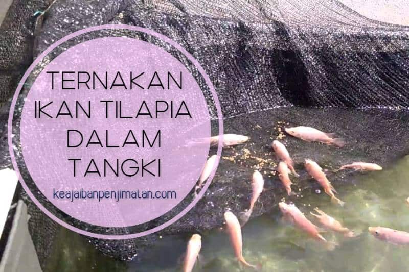 Ternakan Ikan Tilapia Dalam Tangki